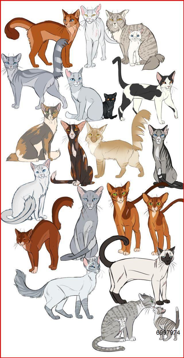 picture All Warrior Cats Characters