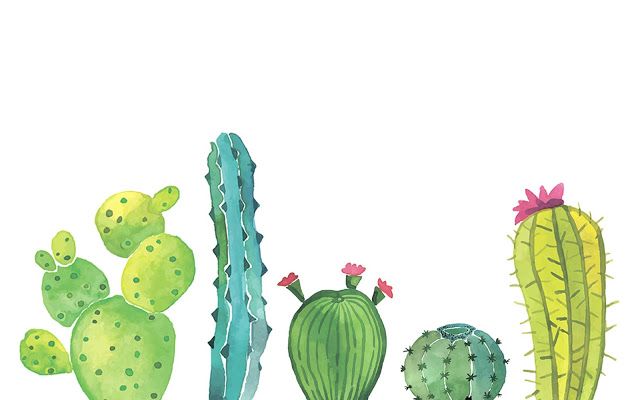 pic Background Cactus Laptop Wallpaper