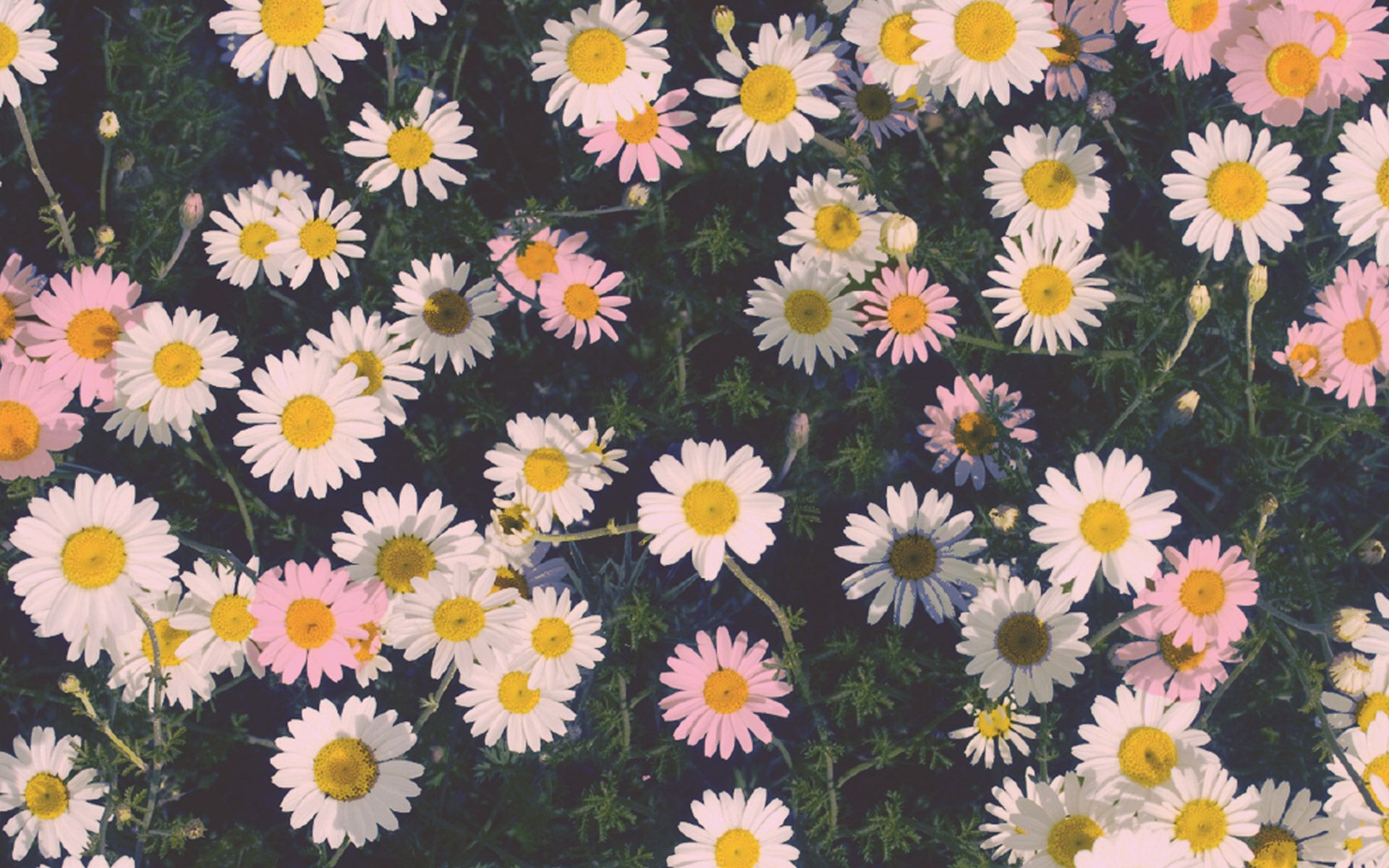 images Daisy Wallpaper For Computer