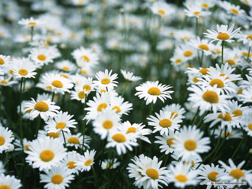 pic Daisy Wallpaper For Computer