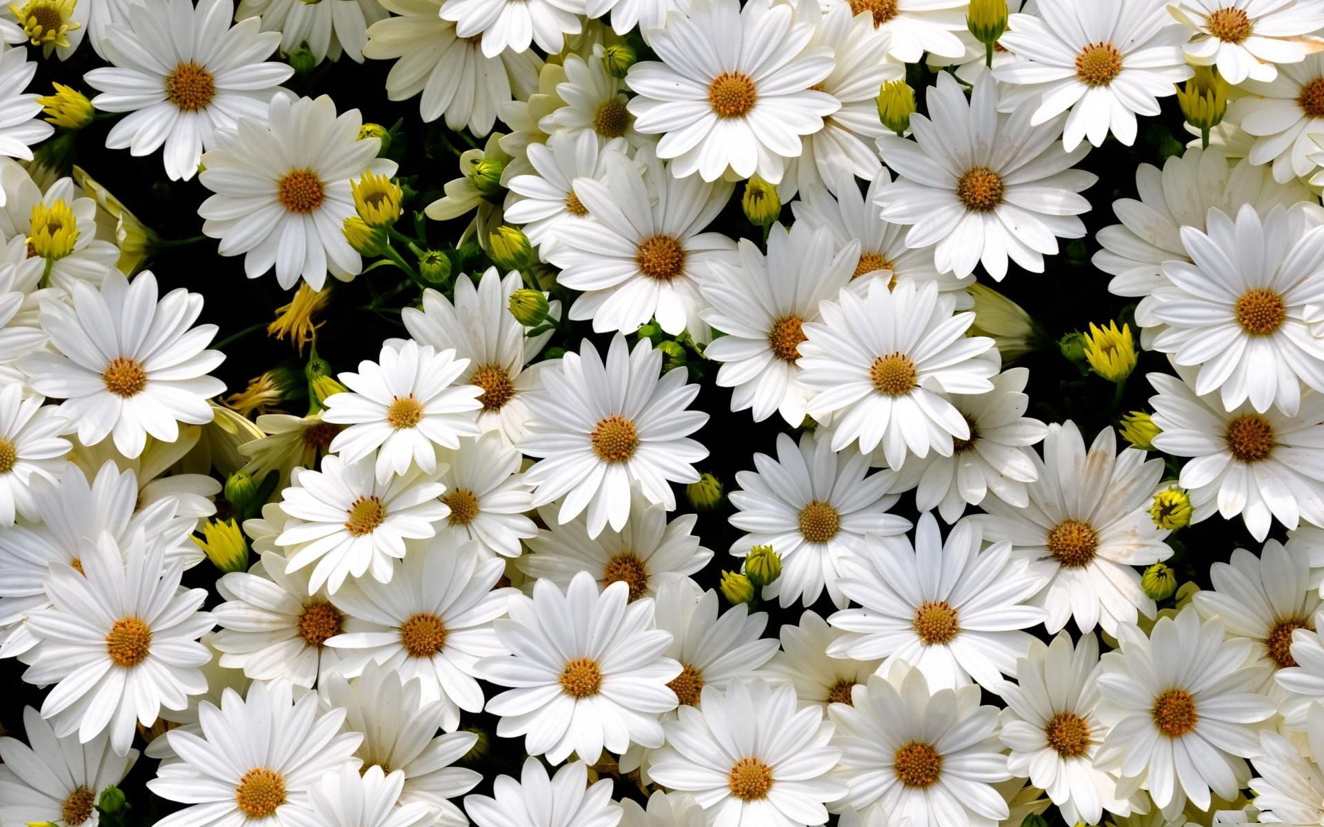 wallpapers Daisy Wallpaper For Computer