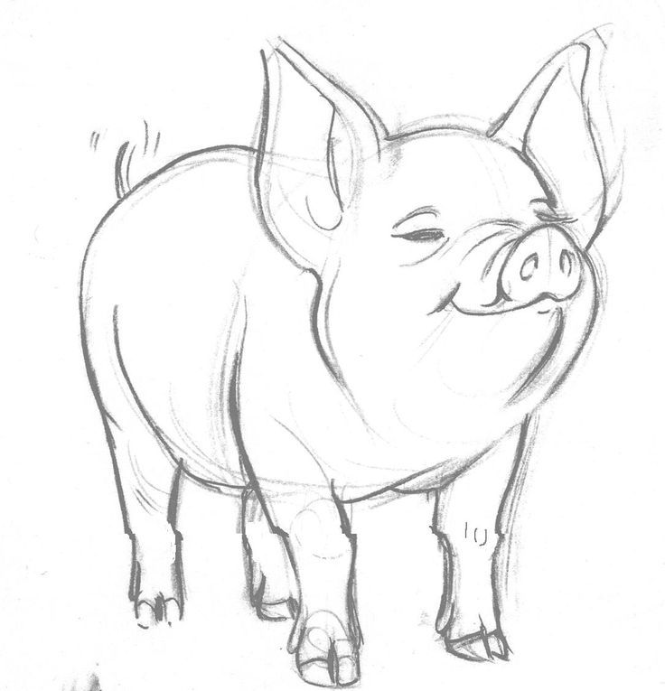 pic Drawings Of Pigs