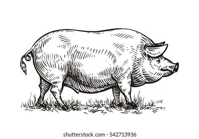 pix Drawings Of Pigs