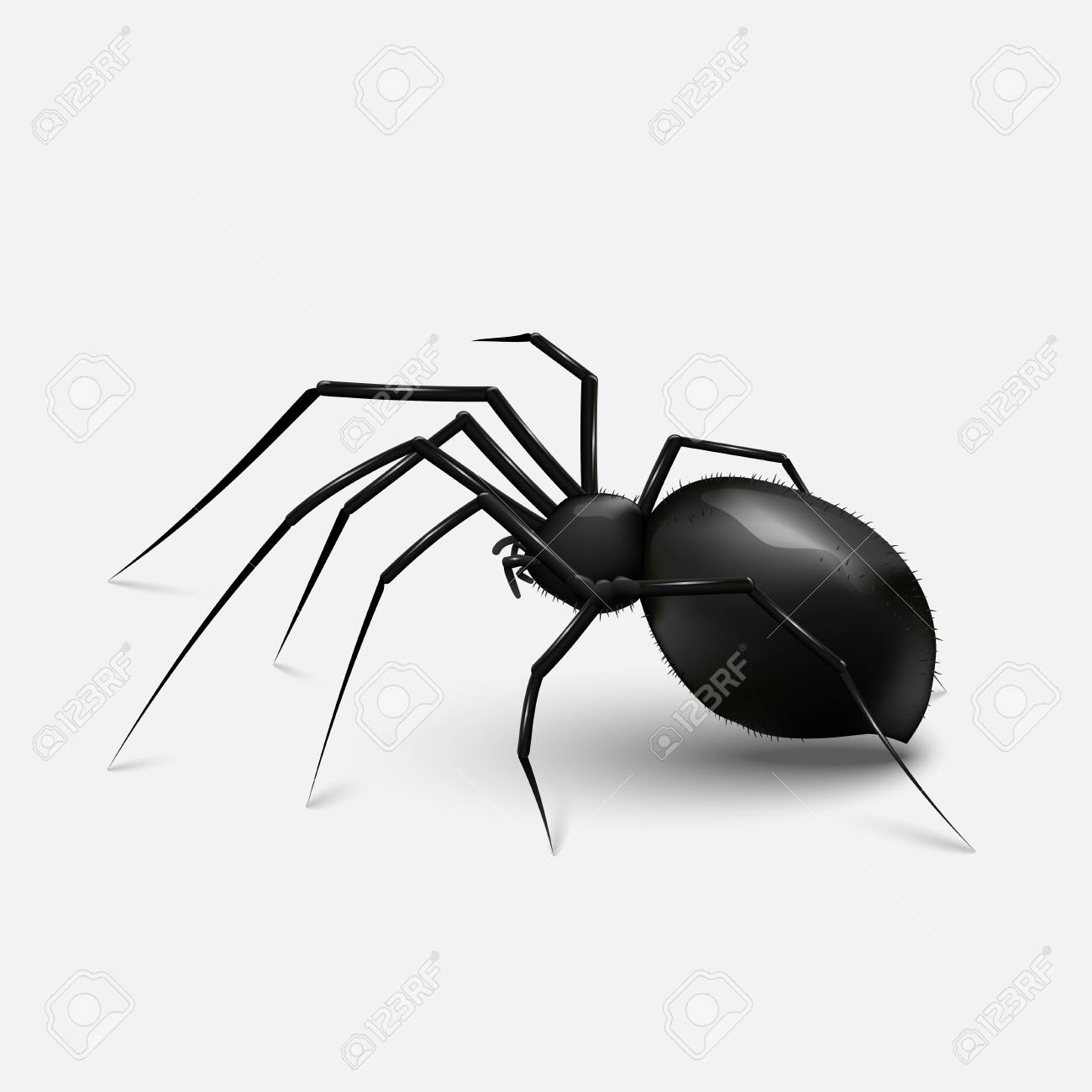 Featured image of post Realistic Spider Illustration