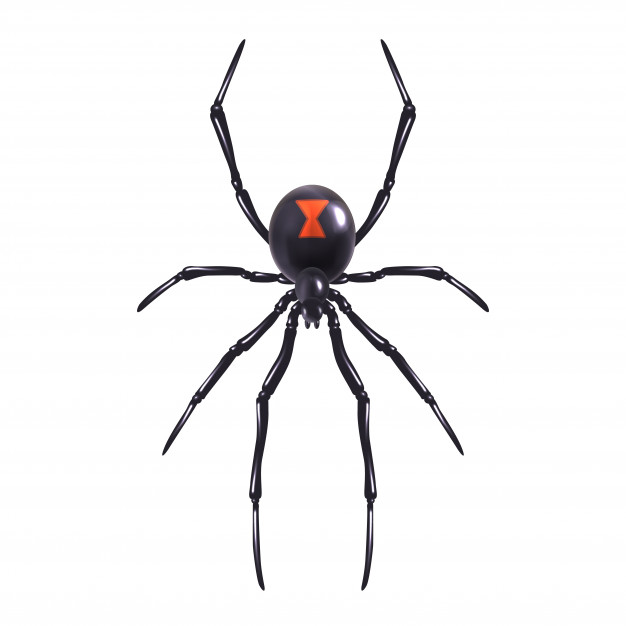 pics Realistic Spider Illustration