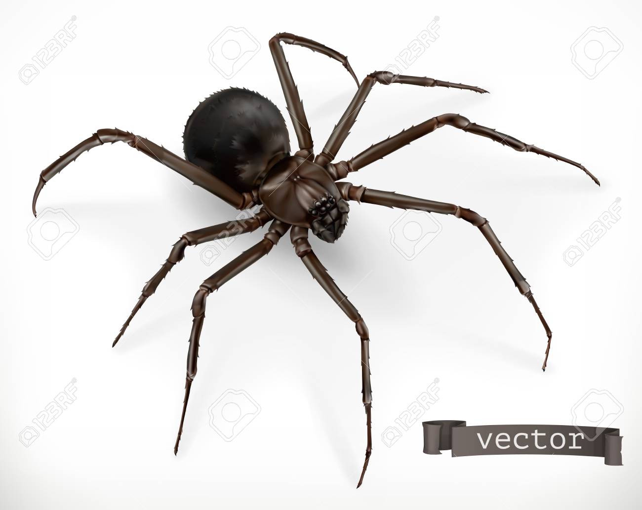 wallpapers Realistic Spider Illustration