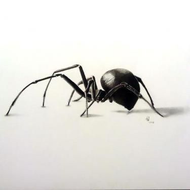 pics Realistic Spider Illustration