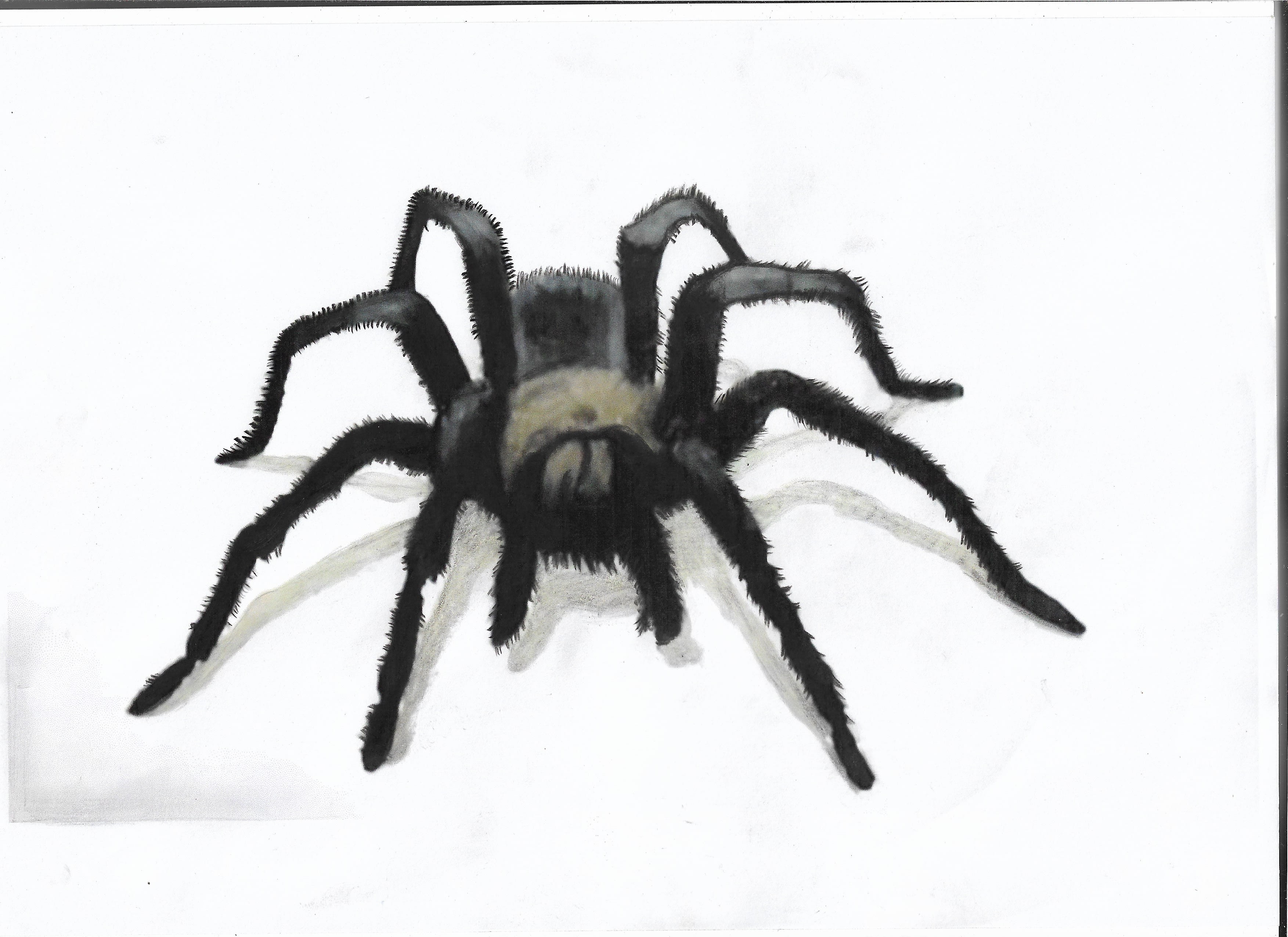 pix Realistic Spider Illustration