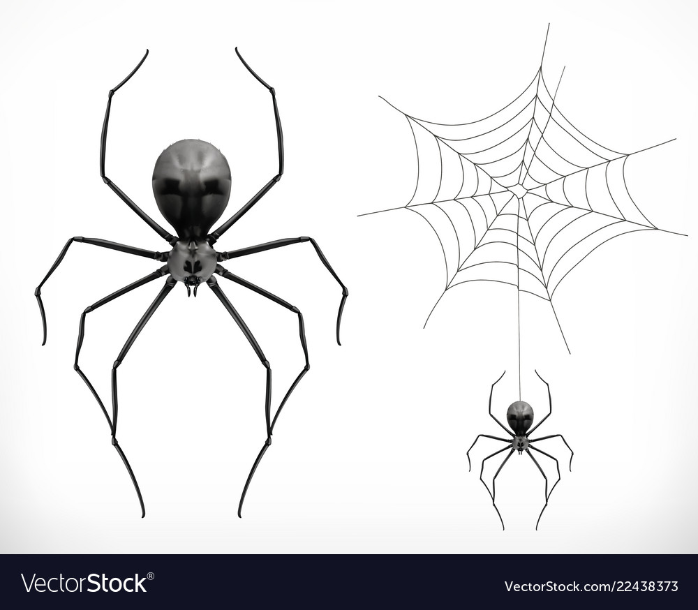 pix Realistic Spider Illustration