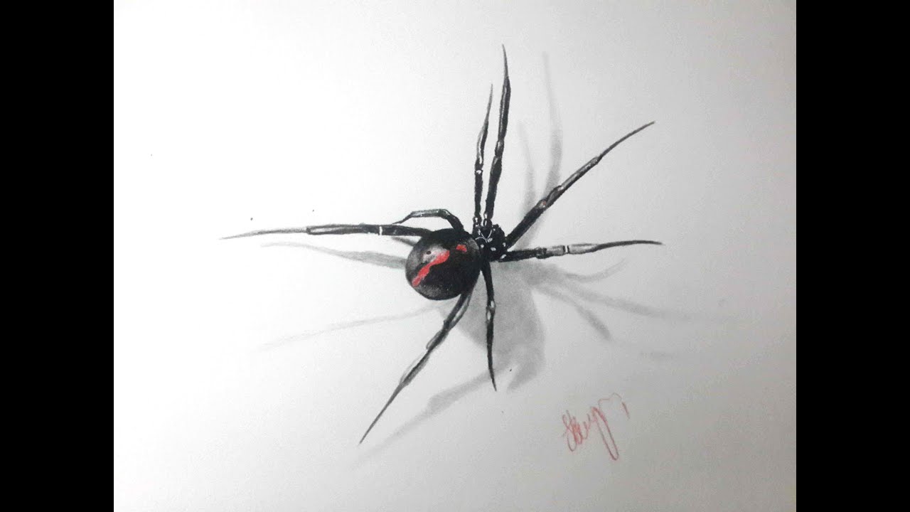 picture Realistic Spider Illustration