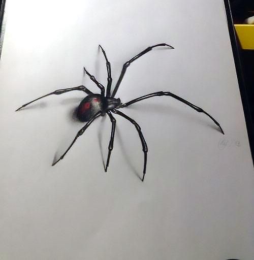 picture Realistic Spider Illustration