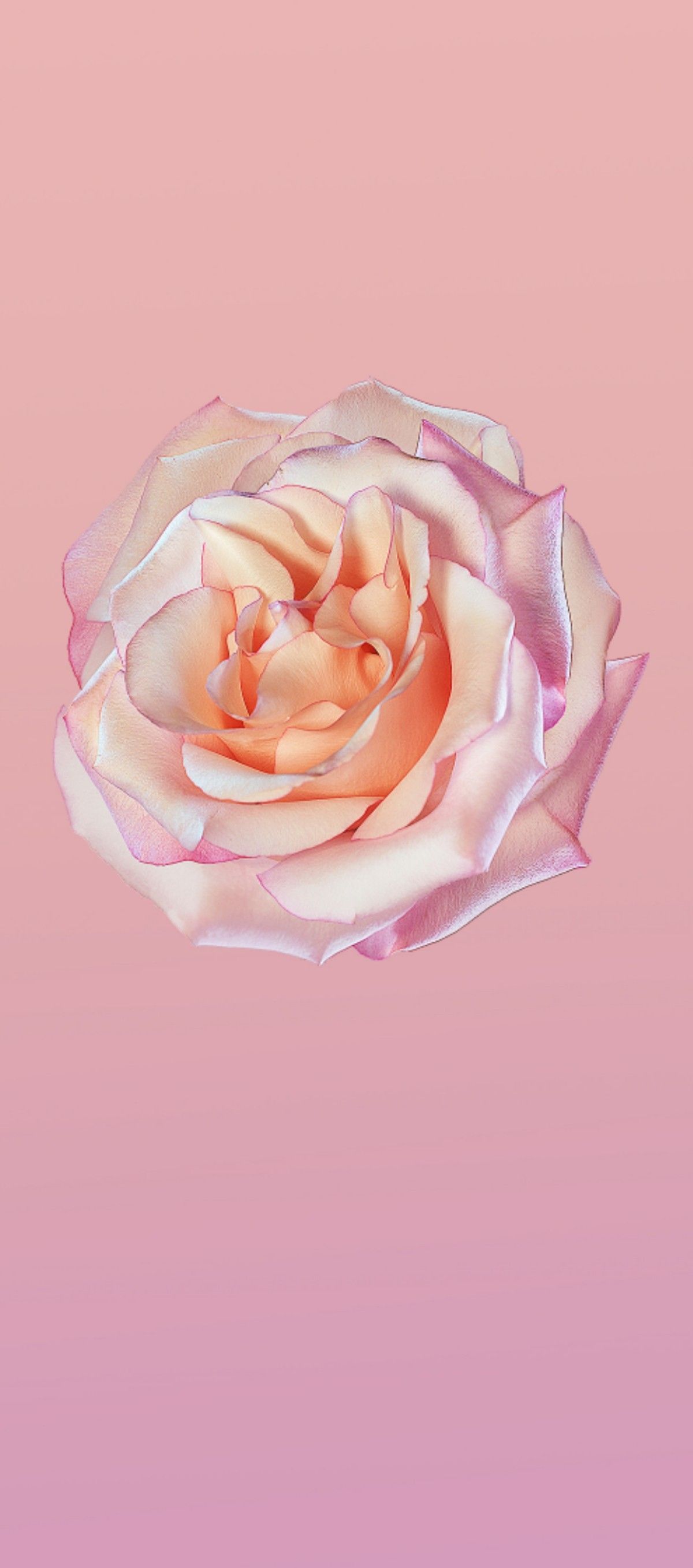 pic Rose Gold Cute Wallpapers For Iphone 11