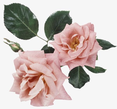 picture Rose Png Aesthetic