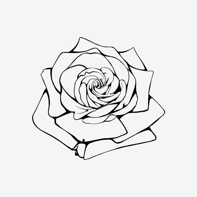 Featured image of post Rose Png Outline