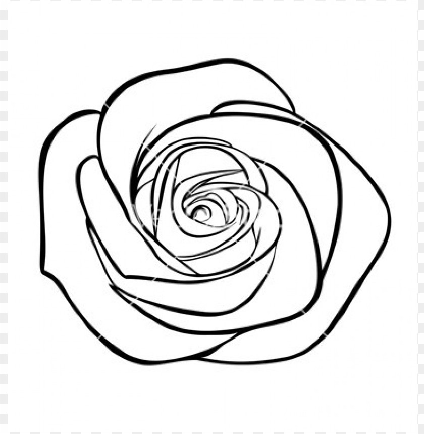 photo Rose Png Outline