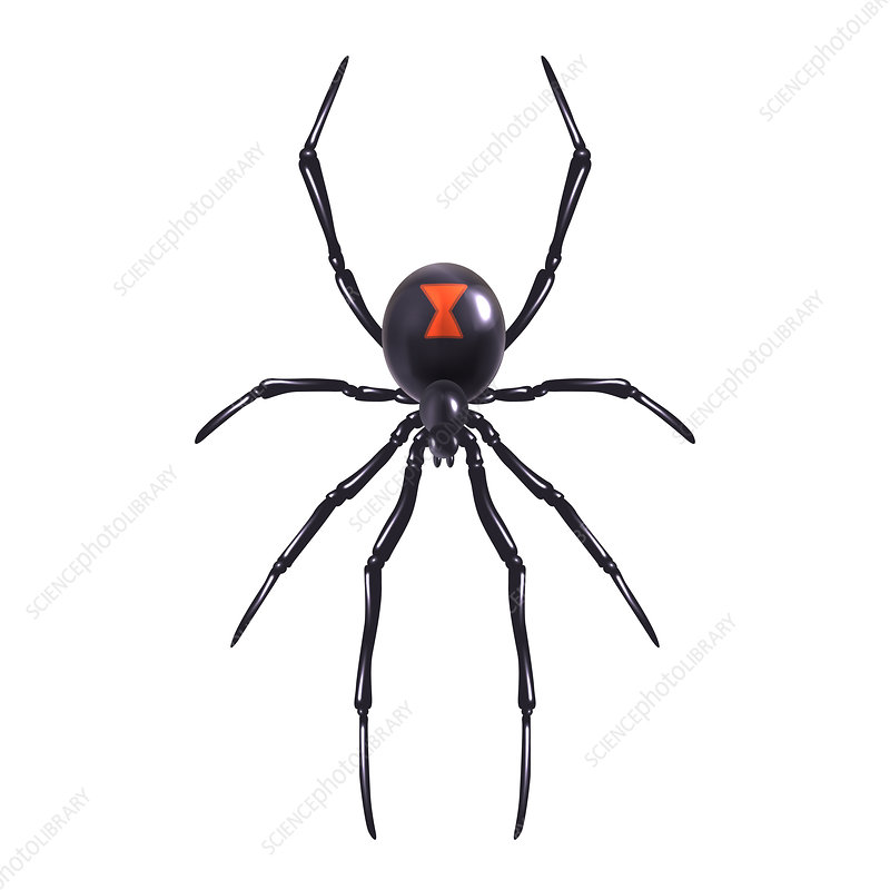 photo Scientific Spider Illustration