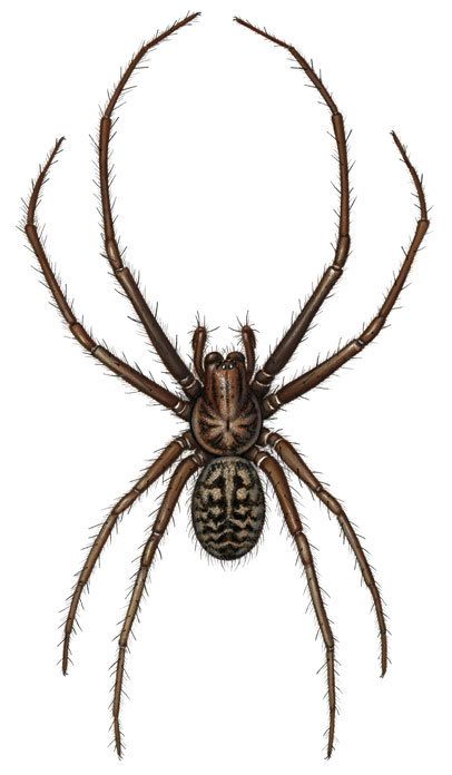 pix Scientific Spider Illustration