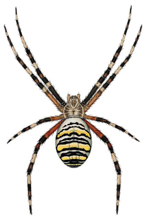 picture Scientific Spider Illustration