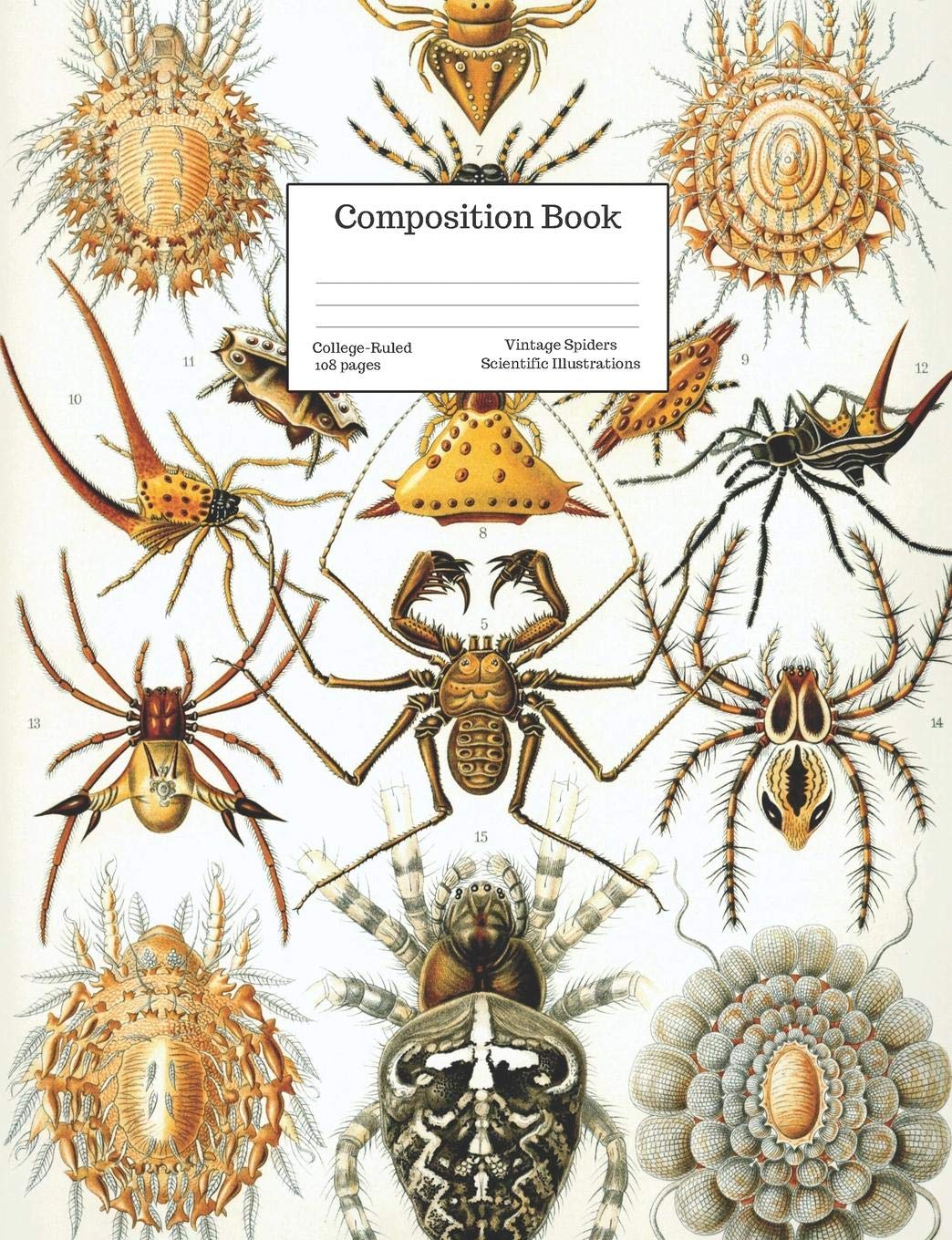 images Scientific Spider Illustration