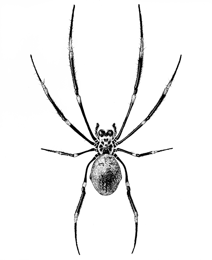 pics Scientific Spider Illustration