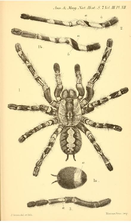 pics Scientific Spider Illustration