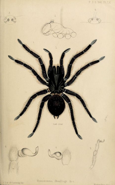 picture Scientific Spider Illustration