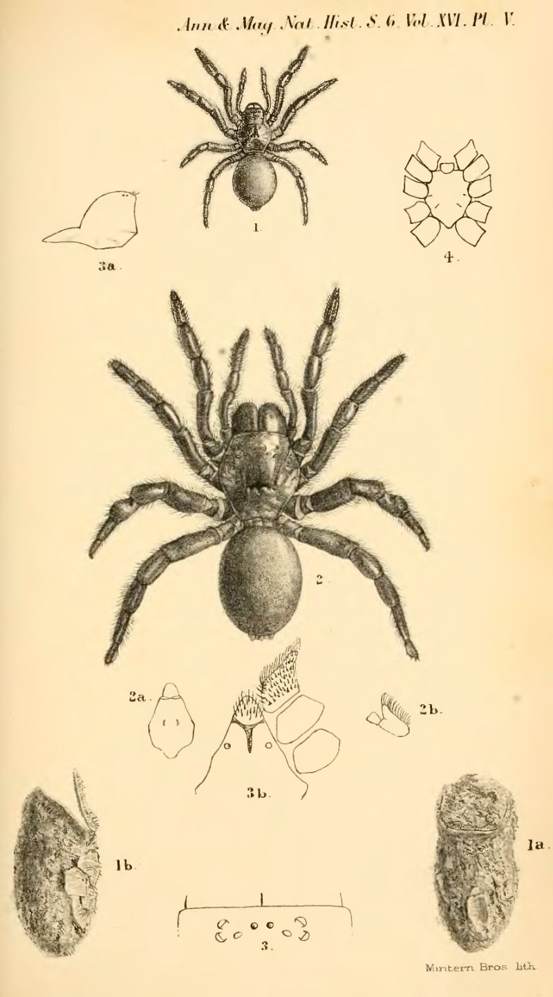 pix Scientific Spider Illustration