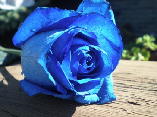 Featured image of post Sky Blue Rose Flower Wallpaper