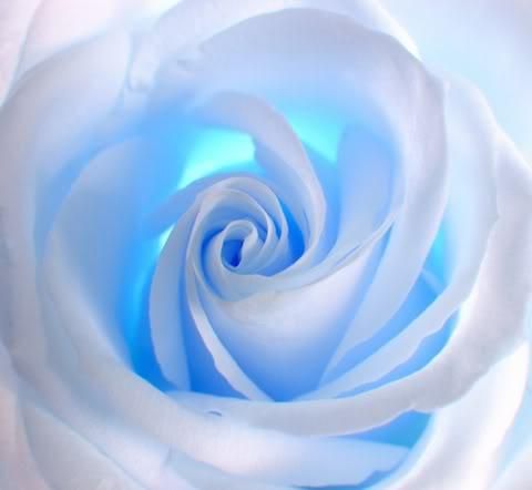 pix Sky Blue Rose Flower Wallpaper