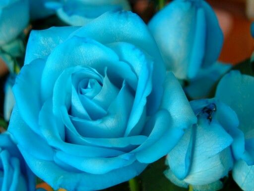 photo Sky Blue Rose Flower Wallpaper