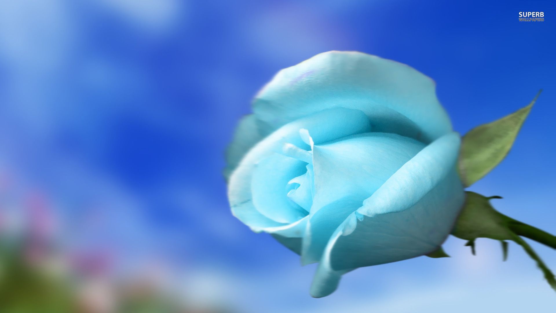 photo Sky Blue Rose Flower Wallpaper