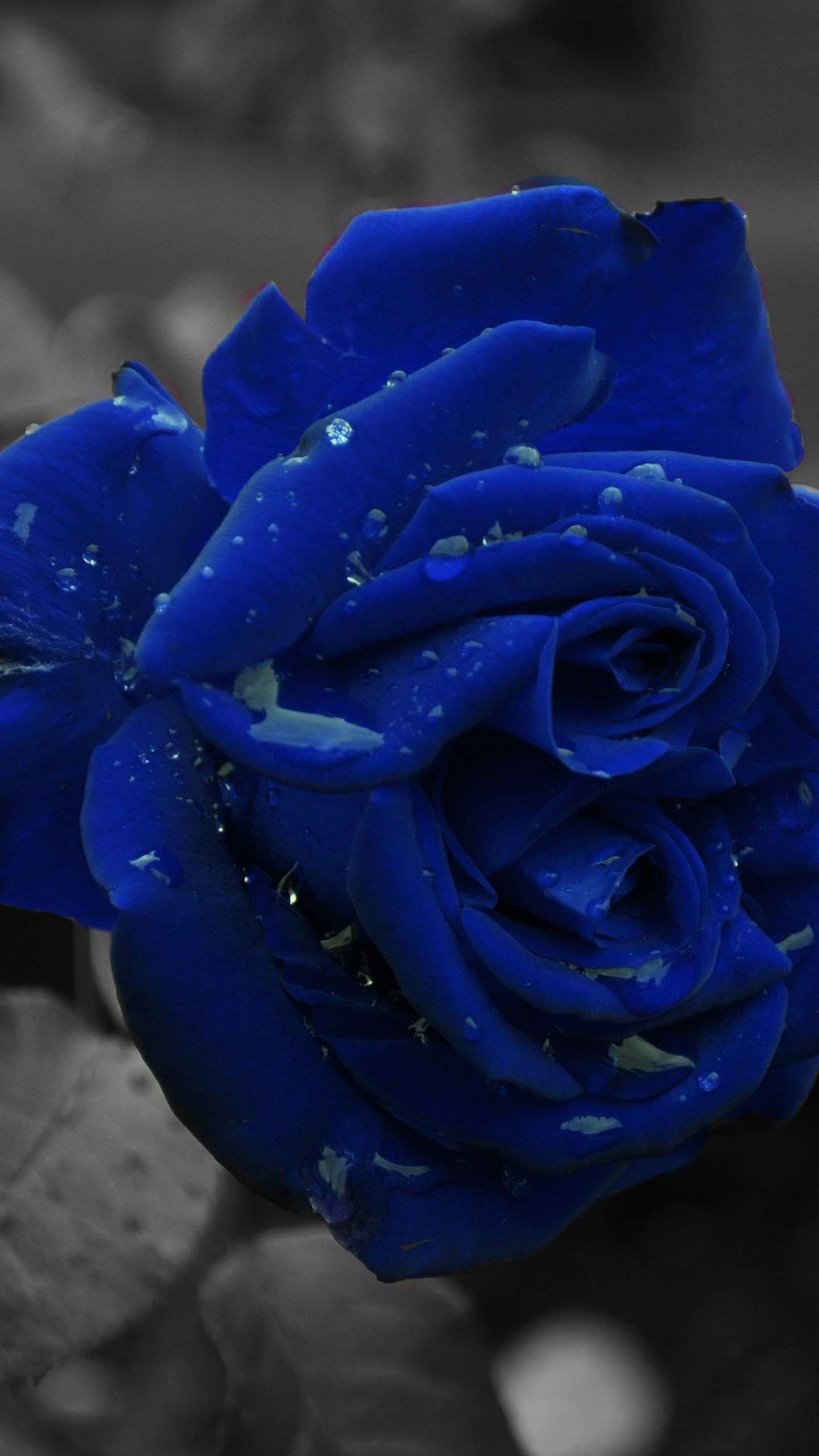 images Sky Blue Rose Flower Wallpaper