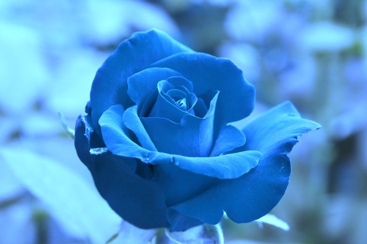 pix Sky Blue Rose Flower Wallpaper