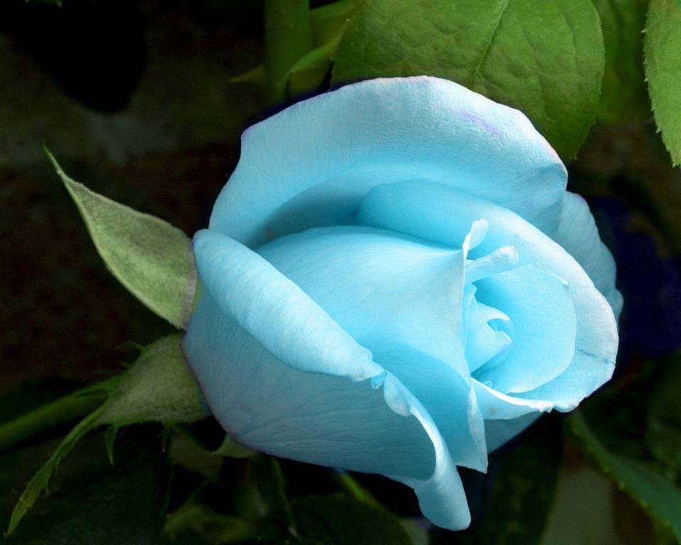 picture Sky Blue Rose Flower Wallpaper