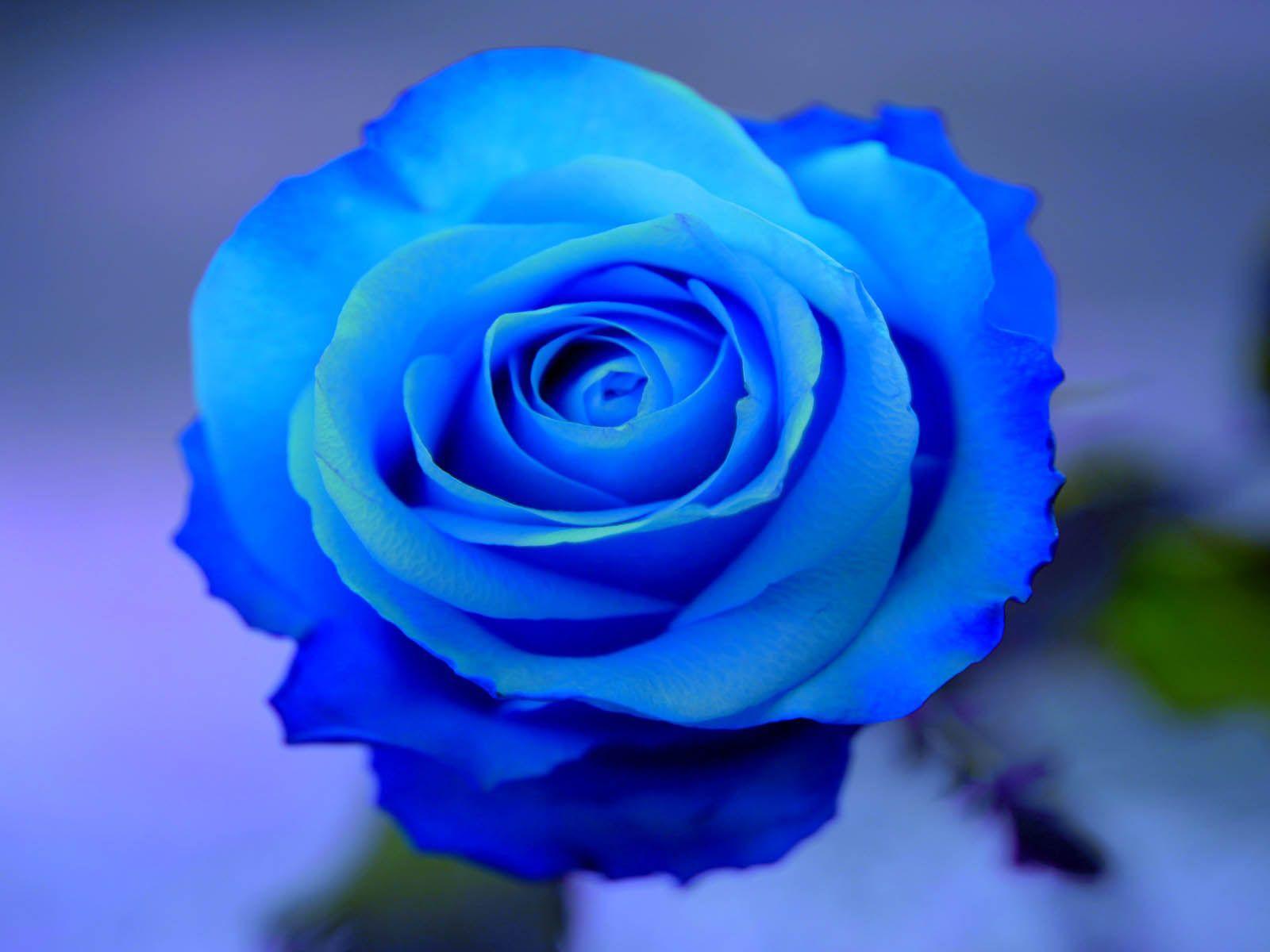 picture Sky Blue Rose Flower Wallpaper