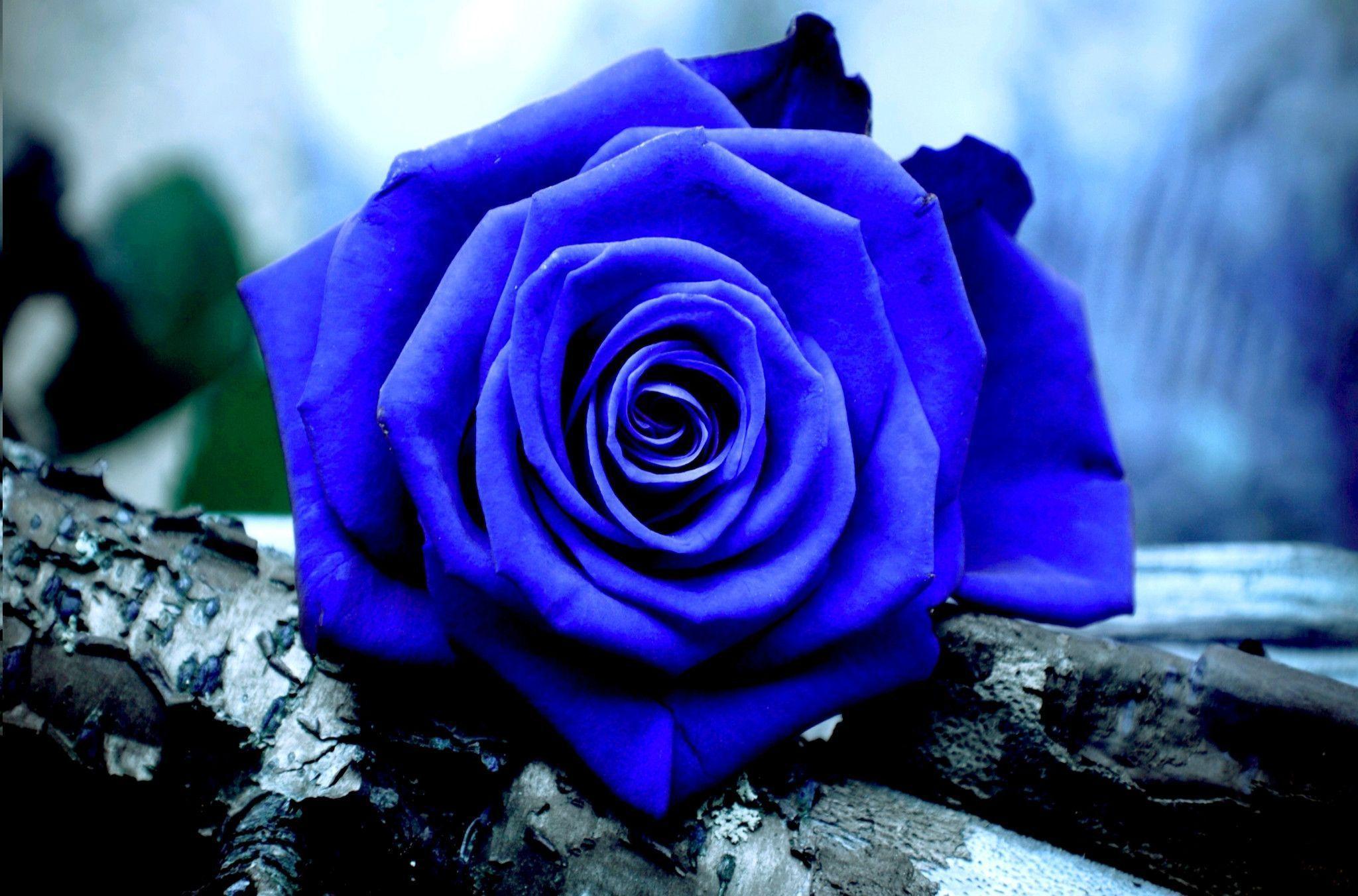 pic Sky Blue Rose Flower Wallpaper