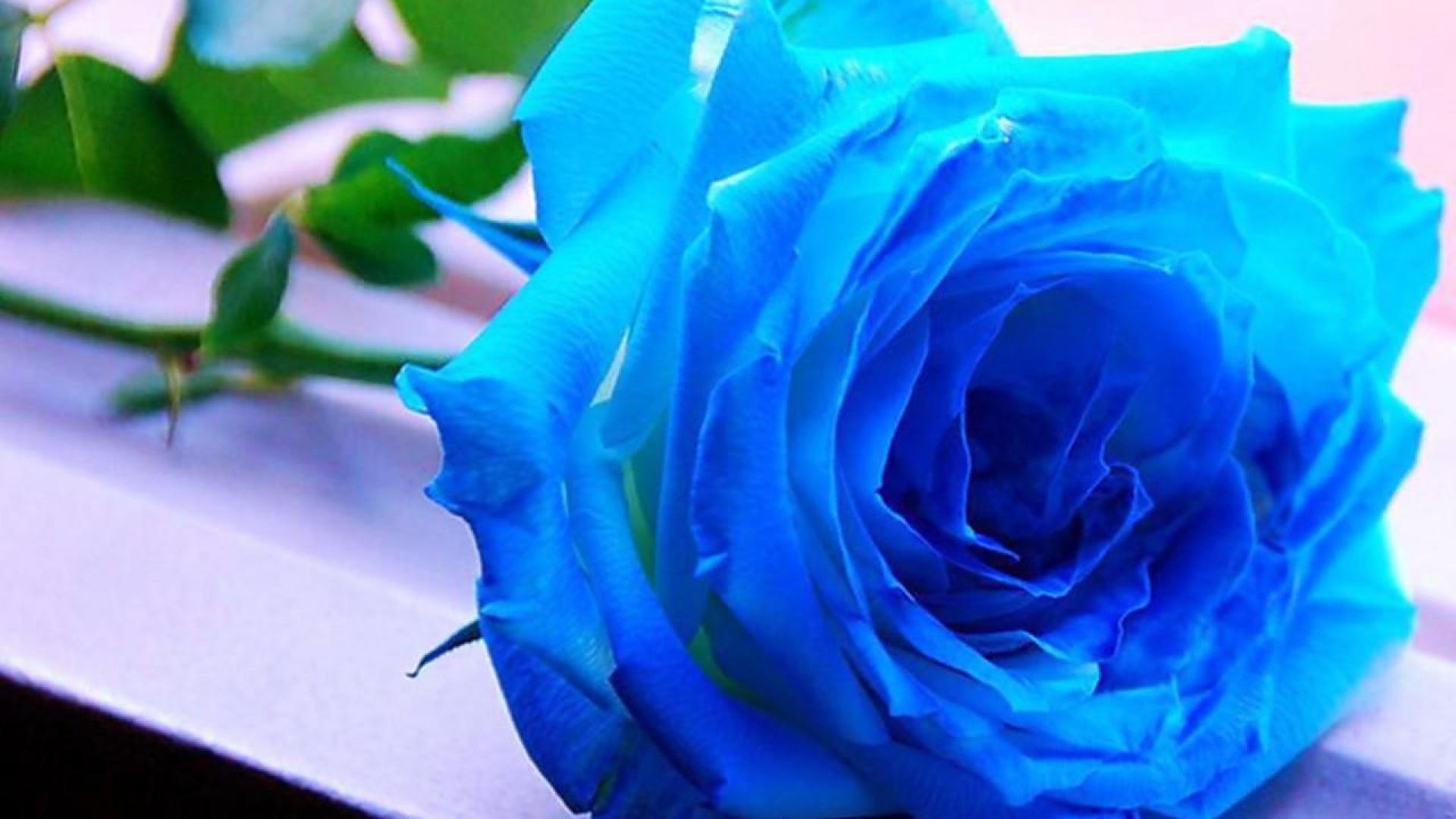 photo Sky Blue Rose Wallpaper Hd