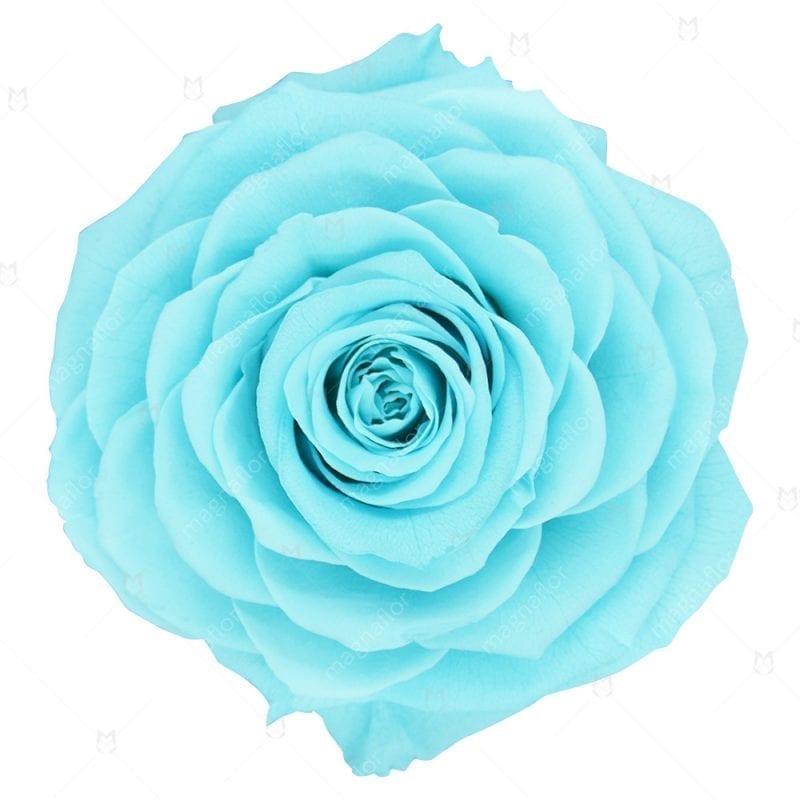 pics Sky Blue Roses Images