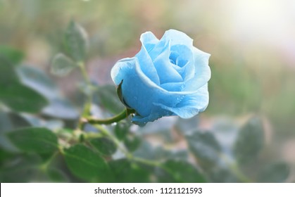 images Sky Blue Roses Images