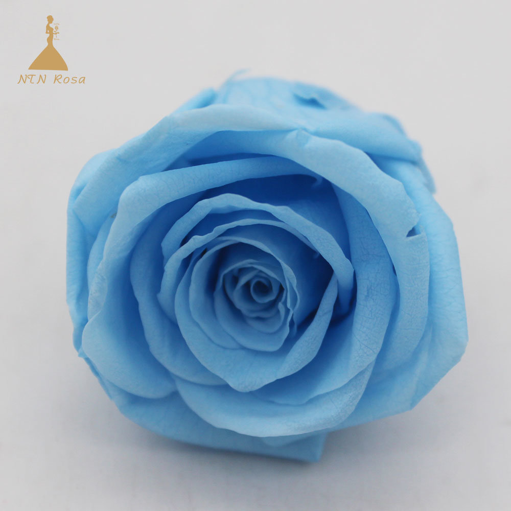 photo Sky Blue Roses Images