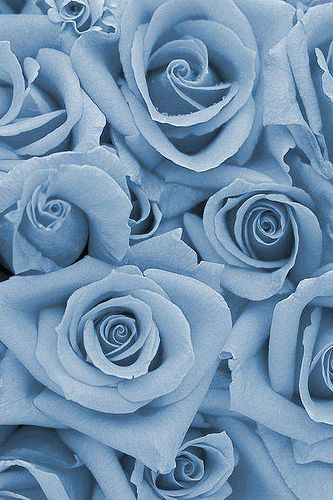 Featured image of post Sky Blue Roses Wallpaper