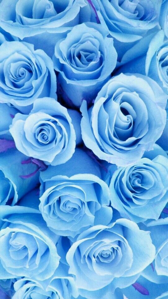 pics Sky Blue Roses Wallpaper