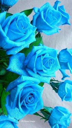 pics Sky Blue Roses Wallpaper