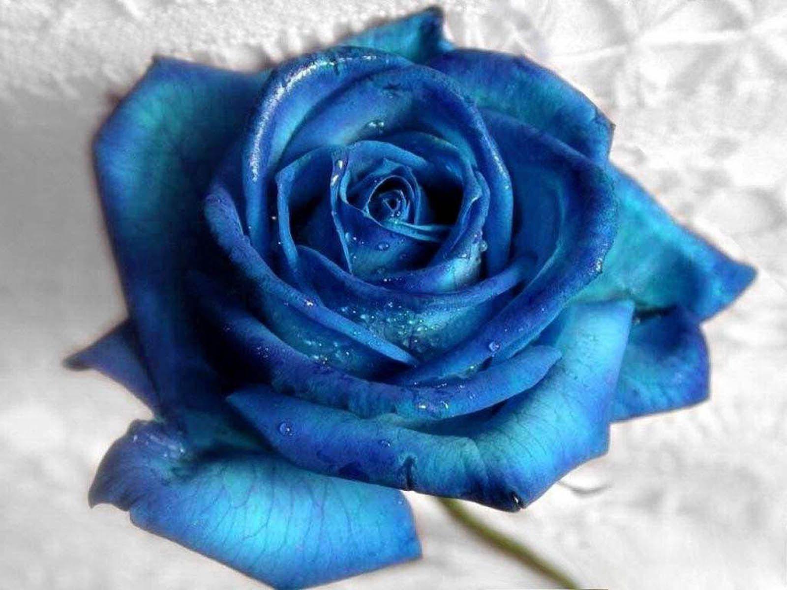 wallpapers Sky Blue Roses Wallpaper