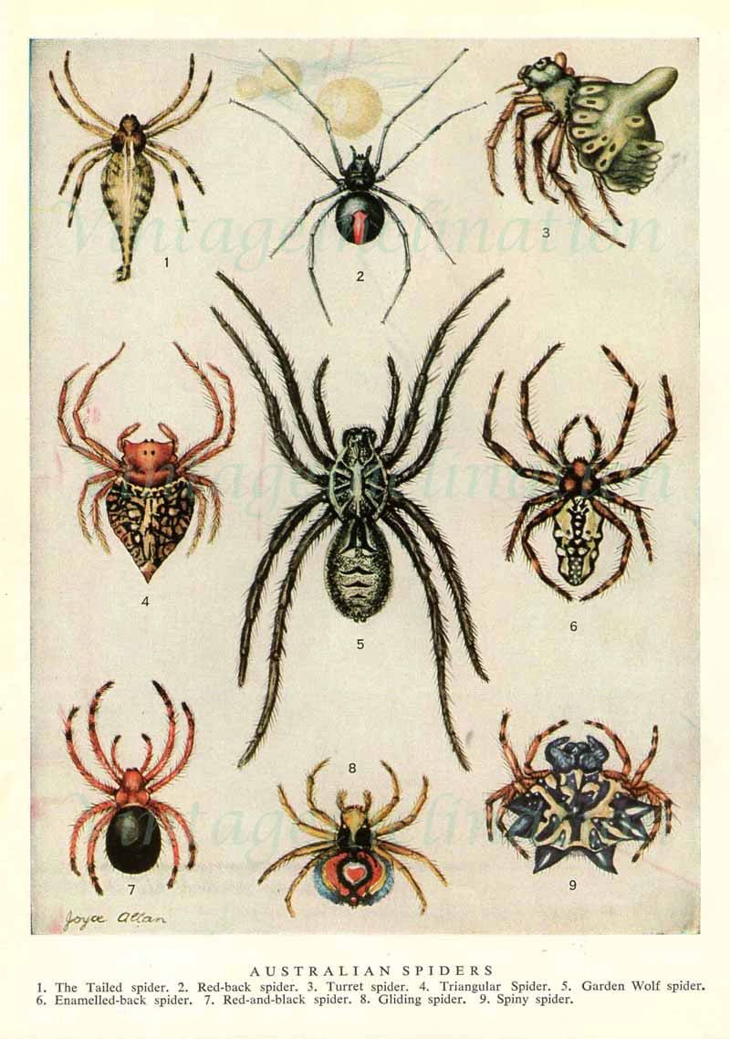 images Spider Illustration Tattoo