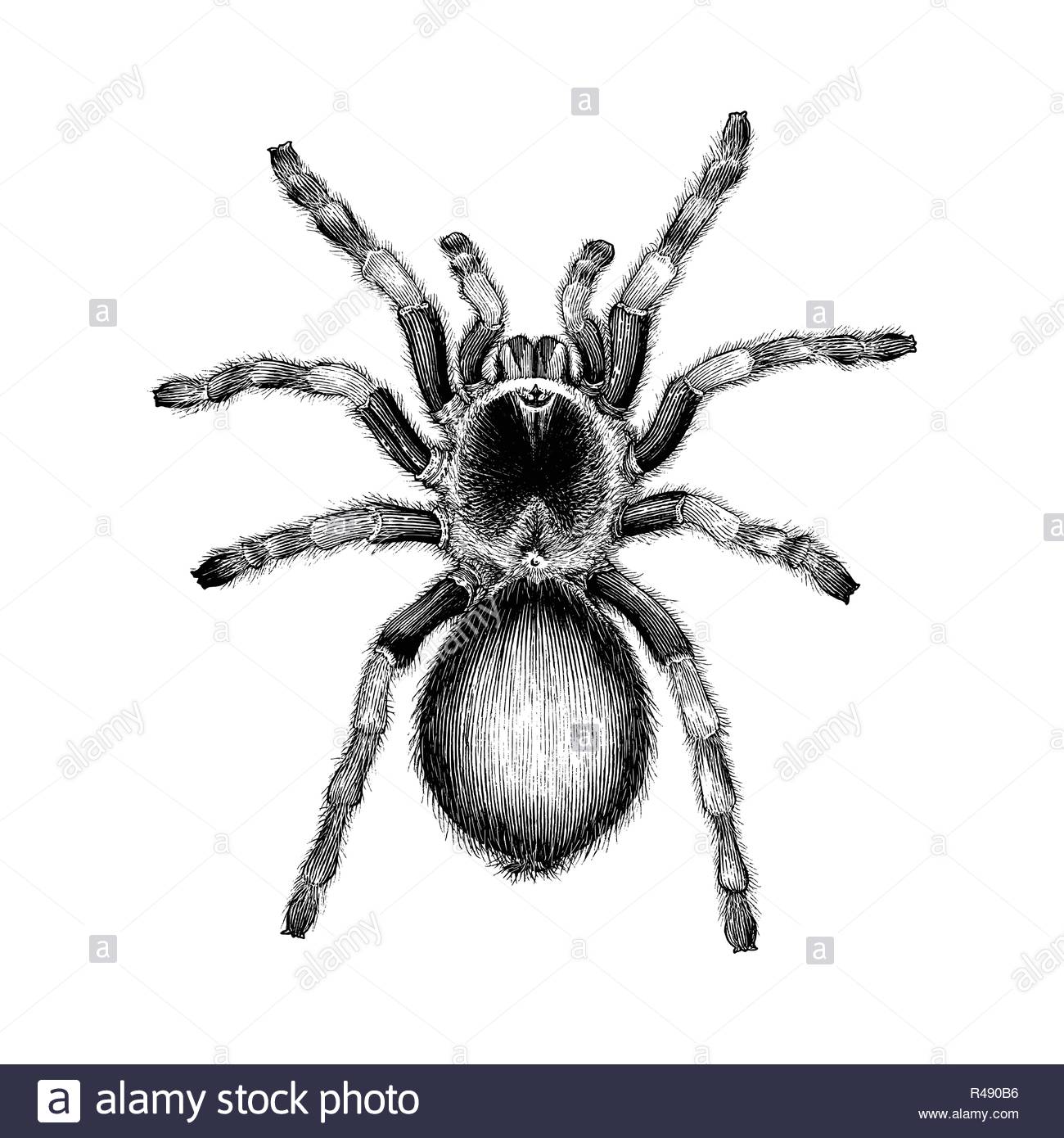 picture Spider Illustration Tattoo